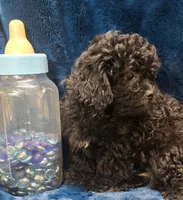 Franklin, a male Peekapoo for sale in Kit Carson, CO – 5 of 10