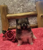 Gucci, a female Pomeranian for sale in Kit Carson, CO – 1 of 10