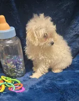 Antonio, a male Poodle - Toy  for sale in Kit Carson, CO – 4 of 6