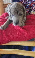 Loki, a male Great Dane for sale in Kit Carson, CO – 2 of 9