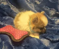 Oso, a male Pomeranian for sale in Kit Carson, CO – 3 of 8