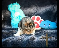 Charlie, a male Cocker Spaniel for sale in Kit Carson, CO – 2 of 5