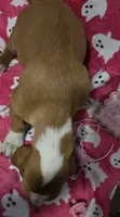 Dolly, a female Basset Hound for sale in Kit Carson, CO – 3 of 10