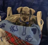 Gus, a male Miniature Schnauzer for sale in Kit Carson, CO – 3 of 10