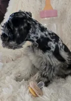 Roxy, a female Miniature Schnauzer for sale in Kit Carson, CO – 9 of 10