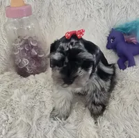 Roxy, a female Miniature Schnauzer for sale in Kit Carson, CO – 4 of 10