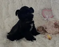 Pepper, a female Miniature Schnauzer for sale in Kit Carson, CO – 6 of 10