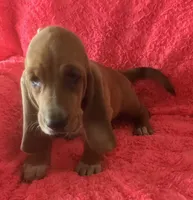 Dolly, a female Basset Hound for sale in Kit Carson, CO – 4 of 10