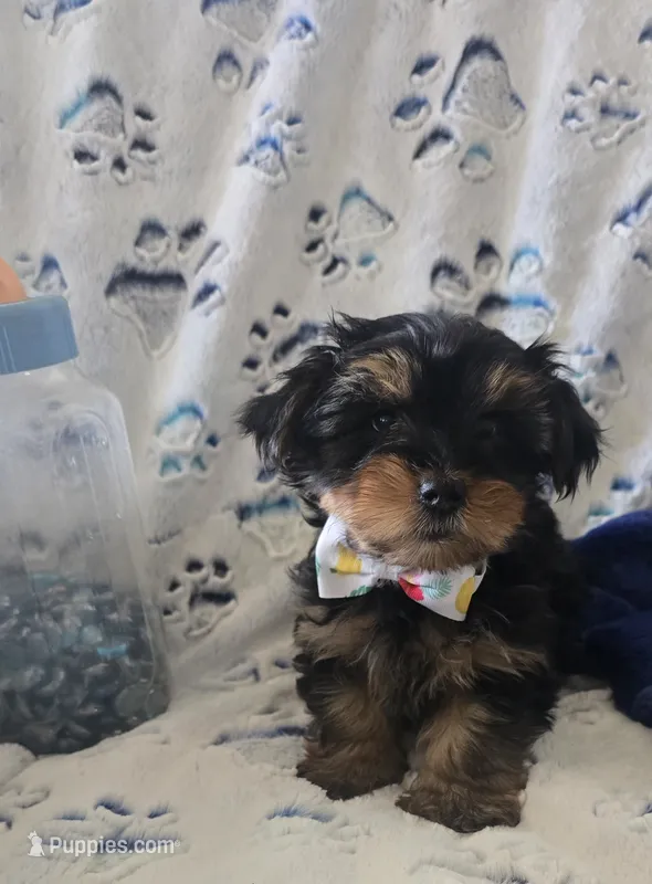 Fonzi – Yorkshire Terrier puppy for sale in Kit Carson, CO