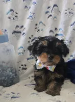 Fonzi, a male Yorkshire Terrier for sale in Kit Carson, CO – 1 of 10