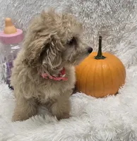 Tiffany, a female Poochon for sale in Kit Carson, CO – 3 of 10