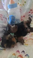 Sir Naps-A-lot, a male Yorkshire Terrier for sale in Kit Carson, CO – 9 of 10