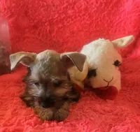 Schatzie, a female Miniature Schnauzer for sale in Kit Carson, CO – 5 of 10
