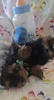 Sir Naps-A-lot, a male Yorkshire Terrier for sale in Kit Carson, CO – 10 of 10