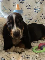 Otis, a male Basset Hound for sale in Kit Carson, CO – 8 of 10