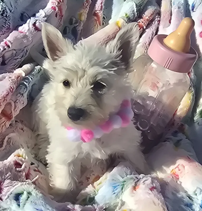 Misty – West Highland White Terrier puppy for sale in Kit Carson, CO
