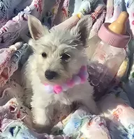 Misty, a female West Highland White Terrier for sale in Kit Carson, CO – 1 of 5