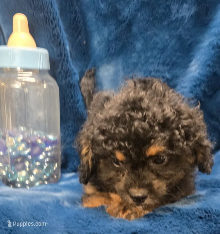 Felix – Peekapoo puppy for sale in Kit Carson, CO