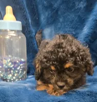 Felix, a male Peekapoo for sale in Kit Carson, CO – 1 of 9