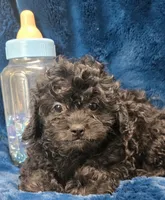 Franklin, a male Peekapoo for sale in Kit Carson, CO – 8 of 10