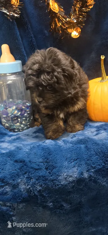 Freddy – Peekapoo puppy for sale in Kit Carson, CO