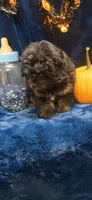 Freddy, a male Peekapoo for sale in Kit Carson, CO – 1 of 7