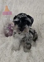 Roxy, a female Miniature Schnauzer for sale in Kit Carson, CO – 7 of 10