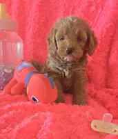 Winnie, a female Cockapoo for sale in Kit Carson, CO – 7 of 10