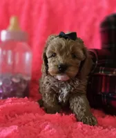 Molly, a female Cockapoo for sale in Kit Carson, CO – 5 of 10
