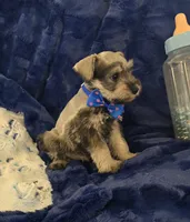 Gus, a male Miniature Schnauzer for sale in Kit Carson, CO – 4 of 10