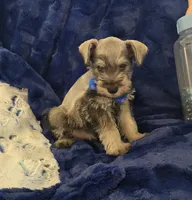 Gus, a male Miniature Schnauzer for sale in Kit Carson, CO – 5 of 10