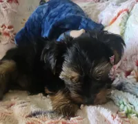 Thurston Howell, a male Yorkshire Terrier for sale in Kit Carson, CO – 2 of 10