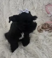 Pepper, a female Miniature Schnauzer for sale in Kit Carson, CO – 7 of 10