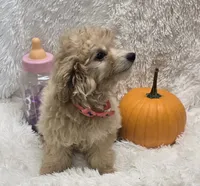 Tiffany, a female Poochon for sale in Kit Carson, CO – 4 of 10