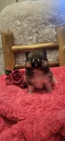 Gucci, a female Pomeranian for sale in Kit Carson, CO – 3 of 10