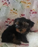 Sir Naps-A-lot, a male Yorkshire Terrier for sale in Kit Carson, CO – 7 of 10