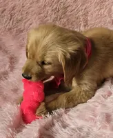Skye, a female Golden Retriever for sale in Kit Carson, CO – 8 of 10