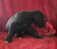 Ebony, a female Great Dane for sale in Kit Carson, CO – 3 of 10