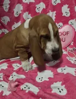 Sugar, a female Basset Hound for sale in Kit Carson, CO – 7 of 9