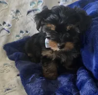 Fonzi, a male Yorkshire Terrier for sale in Kit Carson, CO – 9 of 10