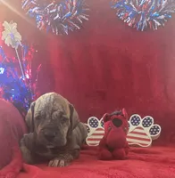 Dakota, a female Great Dane for sale in Kit Carson, CO – 3 of 10