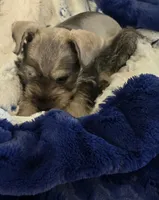 Gus, a male Miniature Schnauzer for sale in Kit Carson, CO – 10 of 10