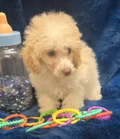 Alfredo, a male Poodle - Toy  for sale in Kit Carson, CO – 5 of 8