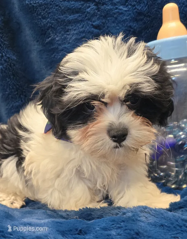 Banjo – Shichon puppy for sale in Kit Carson, CO
