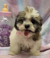 Boojie, a female Shichon for sale in Kit Carson, CO – 4 of 10
