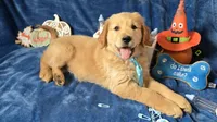 Harley, a male Golden Retriever for sale in Kit Carson, CO – 6 of 7