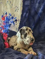 Zeus, a male Great Dane for sale in Kit Carson, CO – 3 of 10