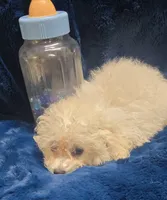 Antonio, a male Poodle - Toy  for sale in Kit Carson, CO – 6 of 6