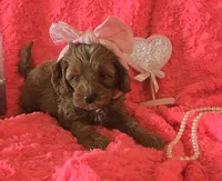 Winnie, a female Cockapoo for sale in Kit Carson, CO – 4 of 10