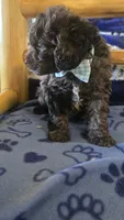 Teddy, a male Cockapoo for sale in Kit Carson, CO – 6 of 10